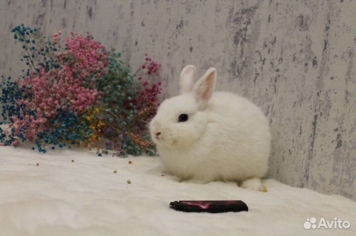 Кролик гермелин