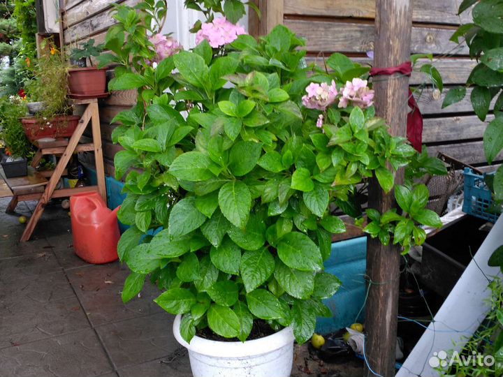 Гортензия и другие цветы