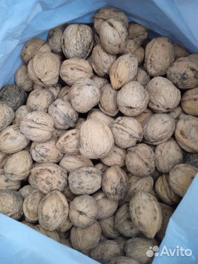 Орех грецкий