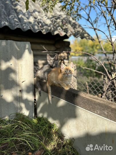 Котята кот кошка