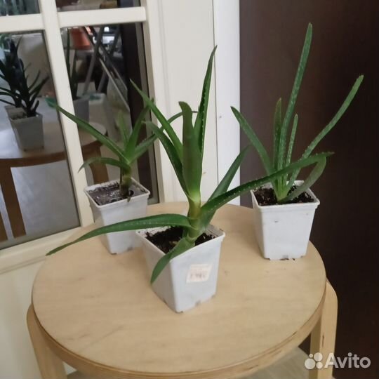 Алоэ остистое и алоэ вера