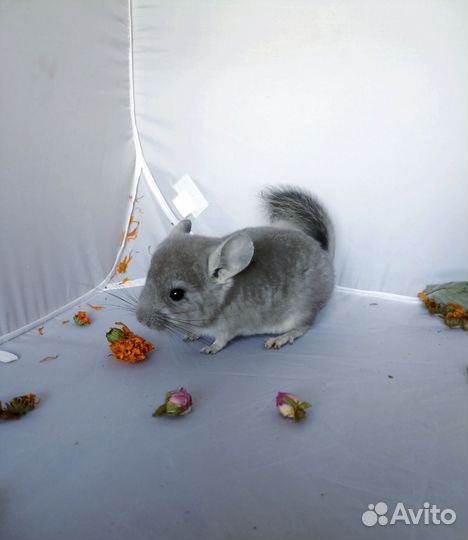 Шиншилла Фиолет девочка