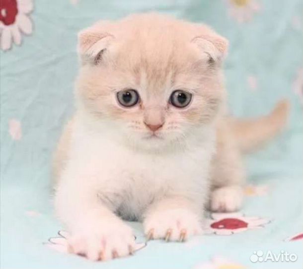 Вислоушата