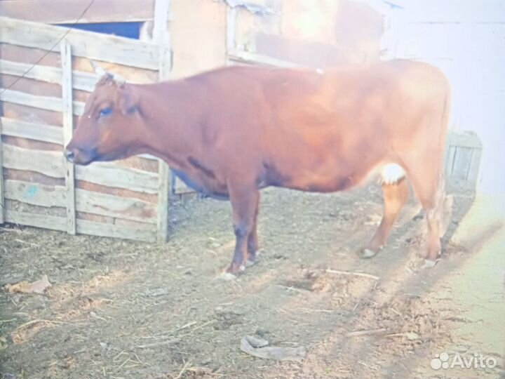 Коровы, и бычок