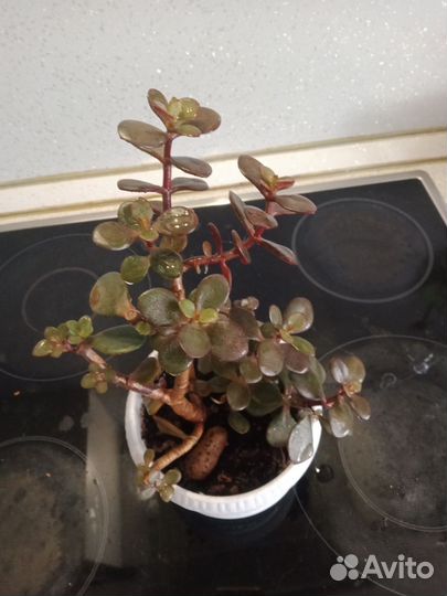 Толстянка мелколистная