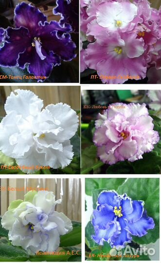 Укоренённые черенки c детками