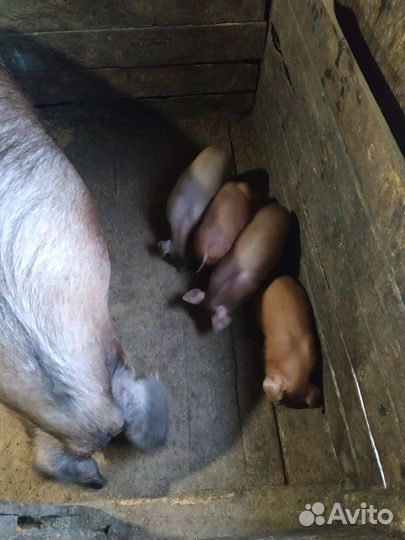 Поросята дюрок