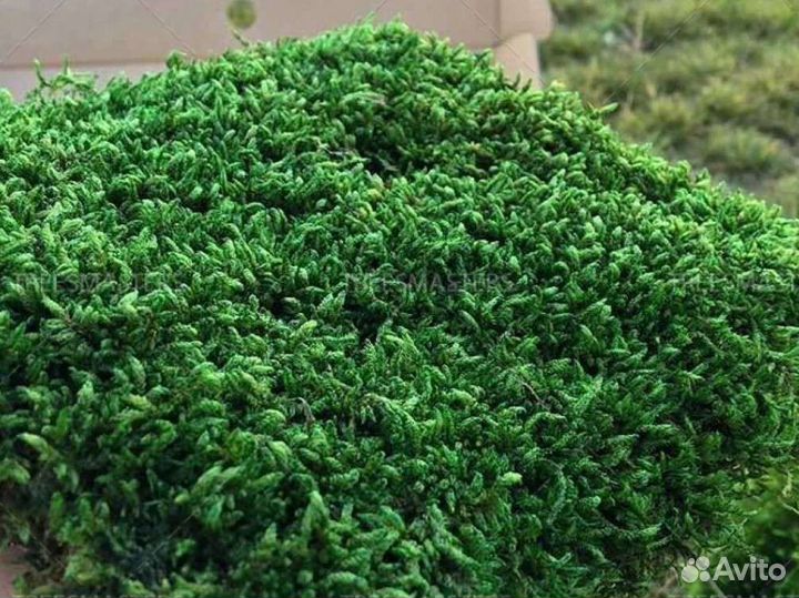 Пластовой стабилизированный мох