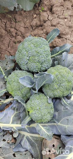 Капуста брокколи