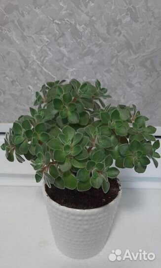 Аихризон-дерево любви или цветок счастья