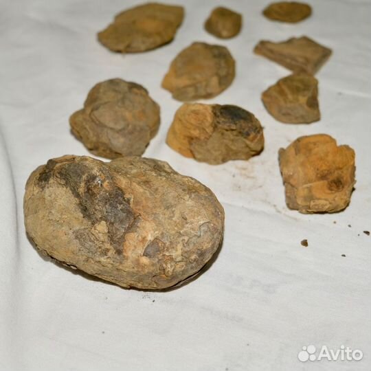 Окаменелости