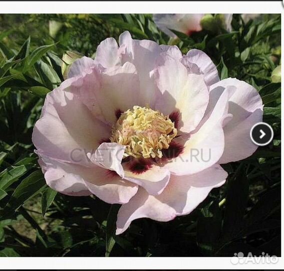 Продам пион