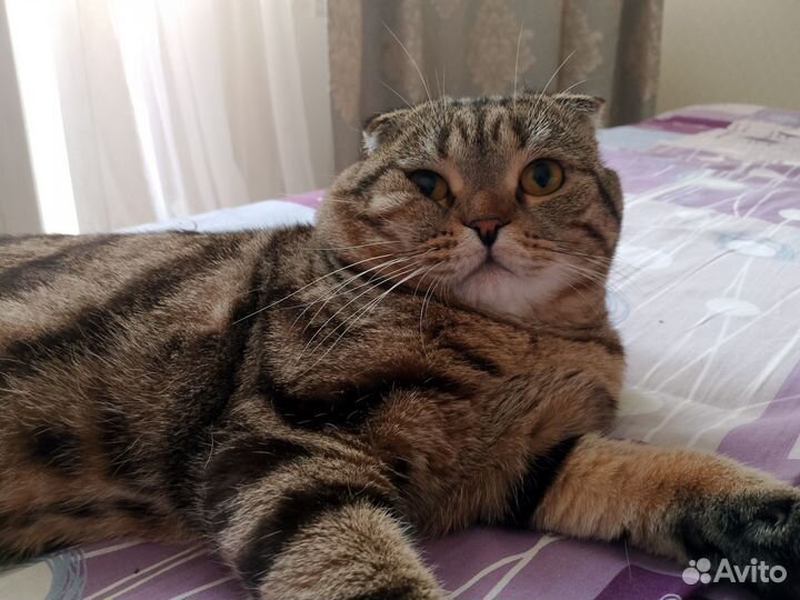 Шотландский кот вязка