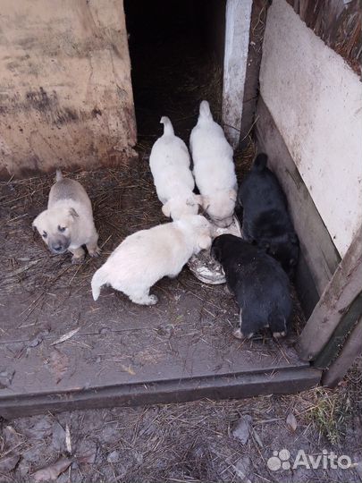 Щенки хаски