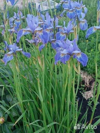 Декоративные кустарники и цветы