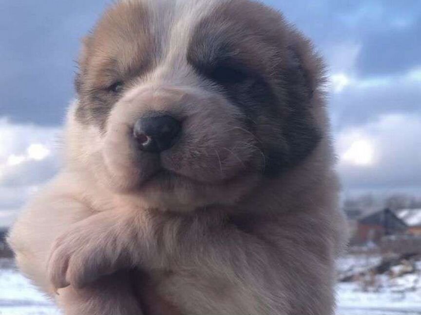 Собака алабай щенки