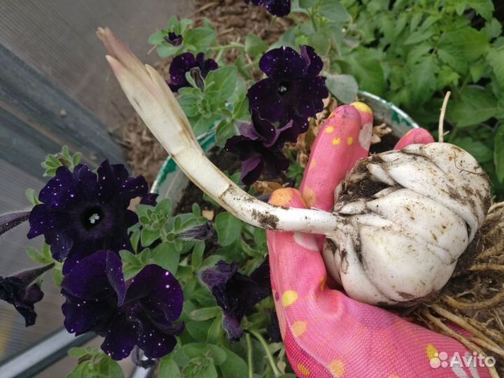 Сентябринки,луковицы Лилии тигровой