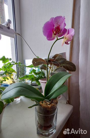 Орхидея Phal.I-Hsin Pixie Reds 225