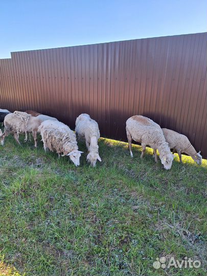 Ягнята катумские