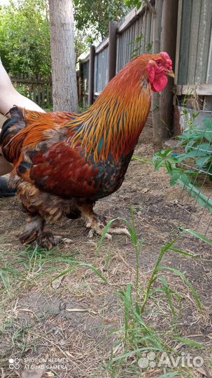 Петухи Брама