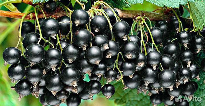 Чёрная смородина Селеченская, Сокровище