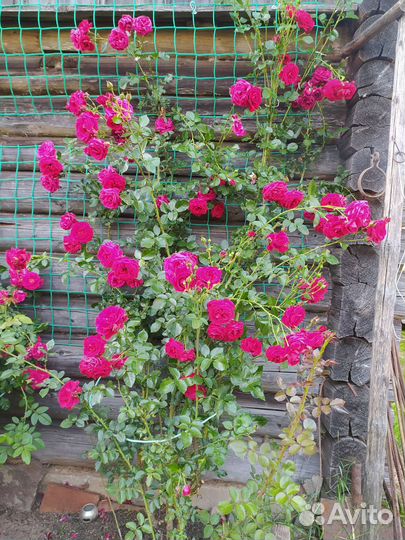 Роза плетистая Sympathie