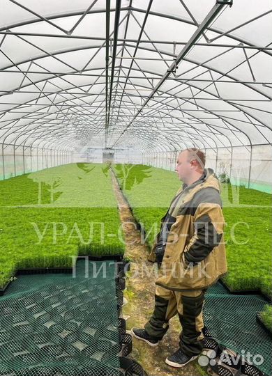 Лиственница Сибирская зкс сеянцы