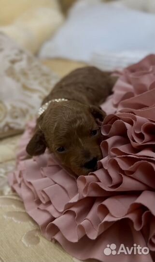 Той-пудель девочки (mini) с документами РКФ