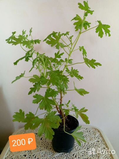 Пеларгония душистая