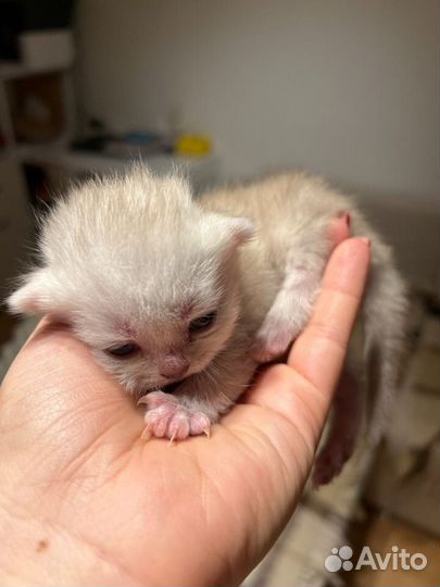 Котята шотландская серебристая шиншила
