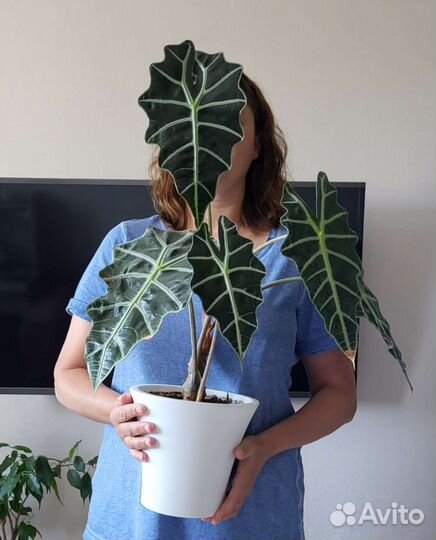 Алоказия полли alokasia polly 67 см в высоту