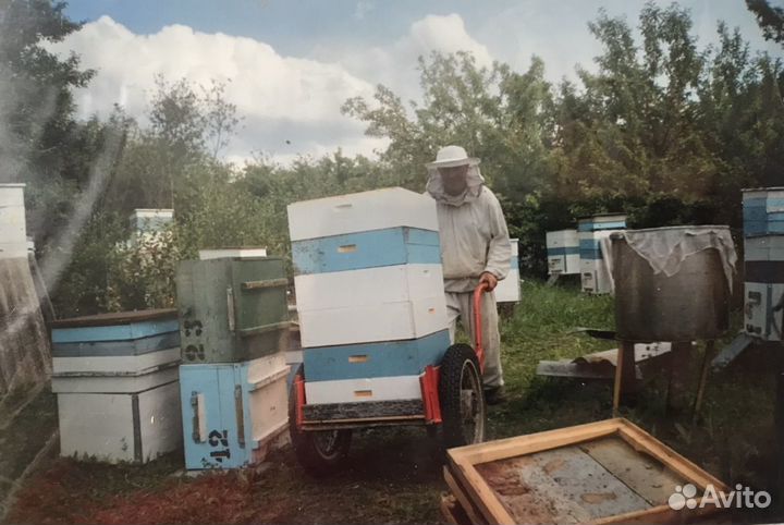 Семьи пчёл, ульи