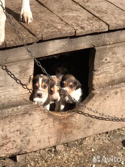 Щенки русской пегой гончей