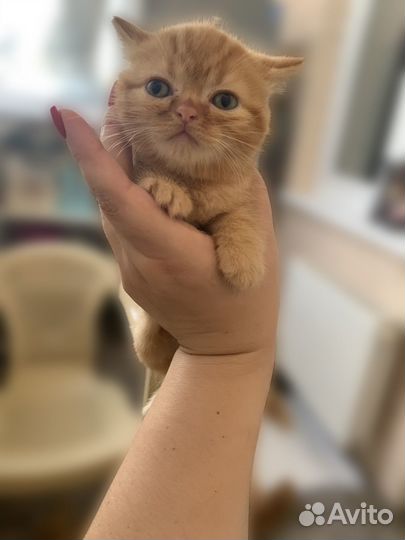 Шотландские котята