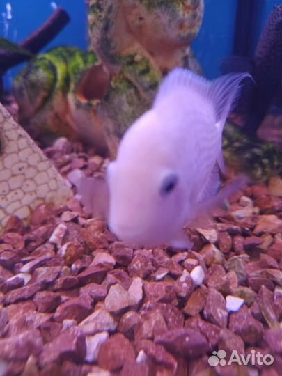 Цихлиды розовые фламинго 3 мес