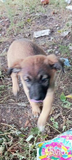 Щенки мальчики