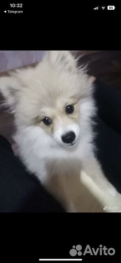 Померанский шпиц мальчик