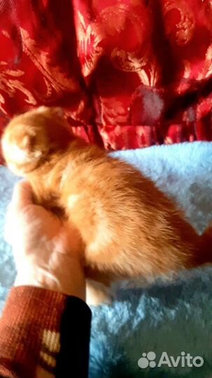 Шотландский котик
