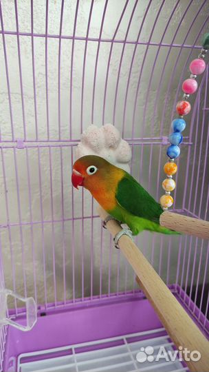 Попугай Фишер