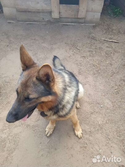 Собака вязка