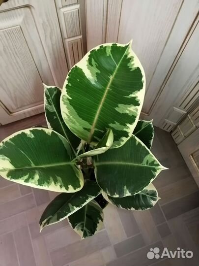 Фикус эластика Тинеке