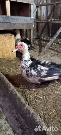 Мускусные утки