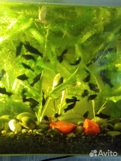 Аквариумные растения