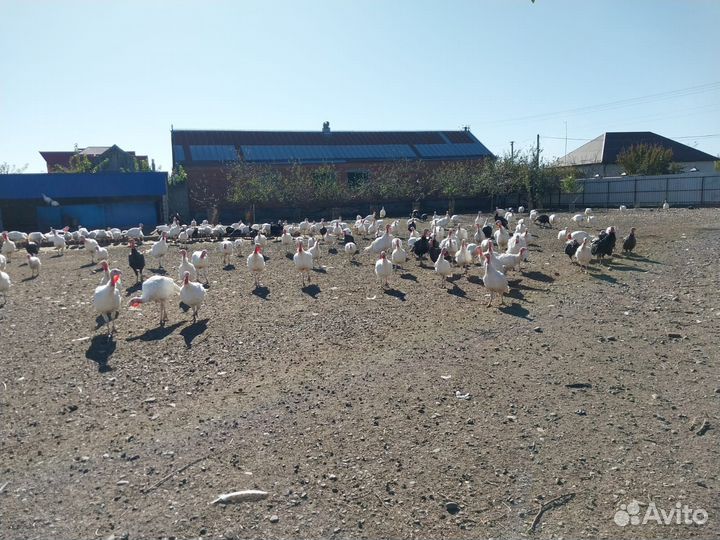 Индюки,куры бульоные