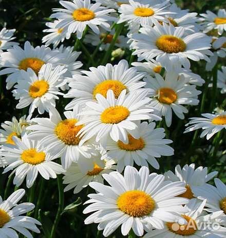 Хризантема, ромашка, аквилегия