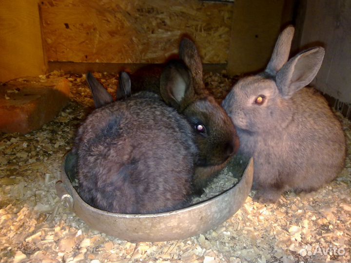 Кролики мясных пород. Всех возрастов. Молодняк