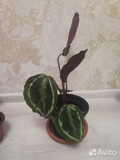 Калатея медальон