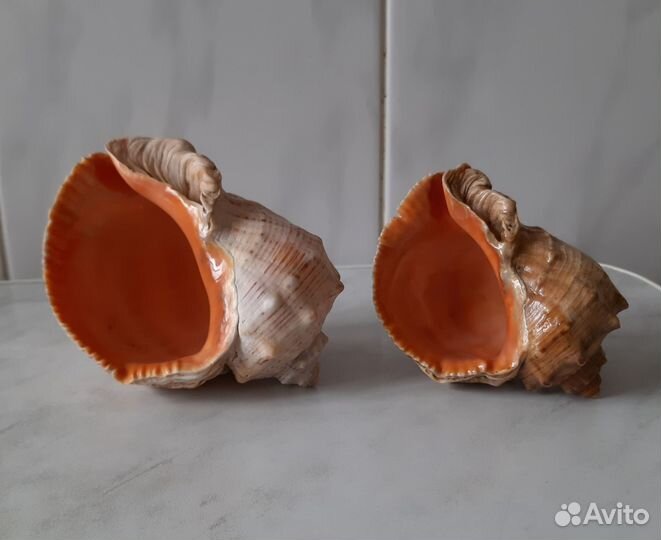 Ракушки морские