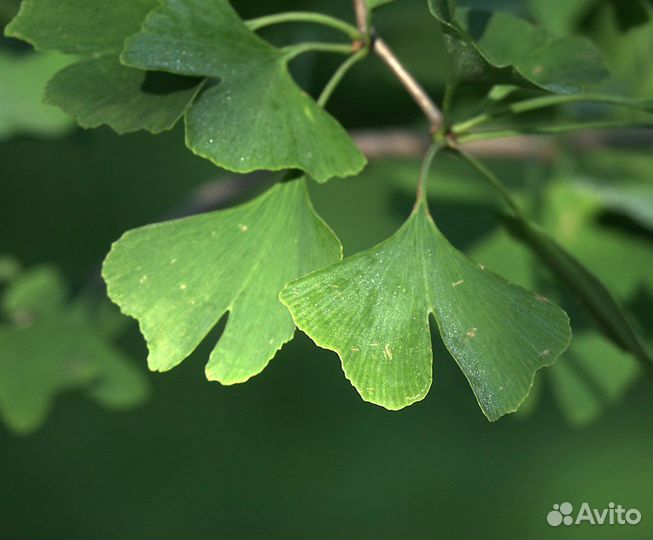 Гинкго билоба, лекарственная, бонсай, семена