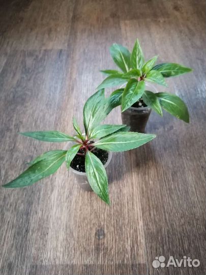 Бальзамин Новогвинейский